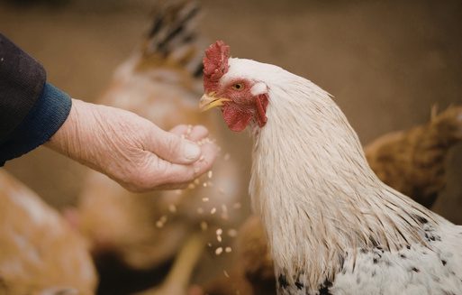 Animal Nutritionist